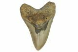 Fossil Megalodon Tooth - North Carolina #124909-1
